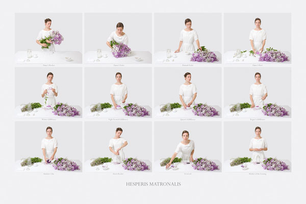 hesperis